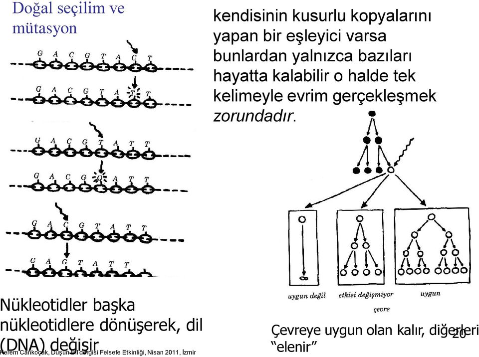 tek kelimeyle evrim gerçekleşmek zorundadır.