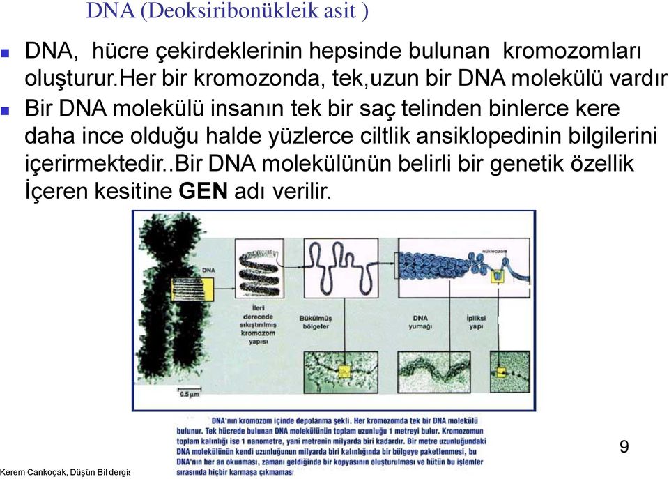 her bir kromozonda, tek,uzun bir DNA molekülü vardır Bir DNA molekülü insanın tek bir saç