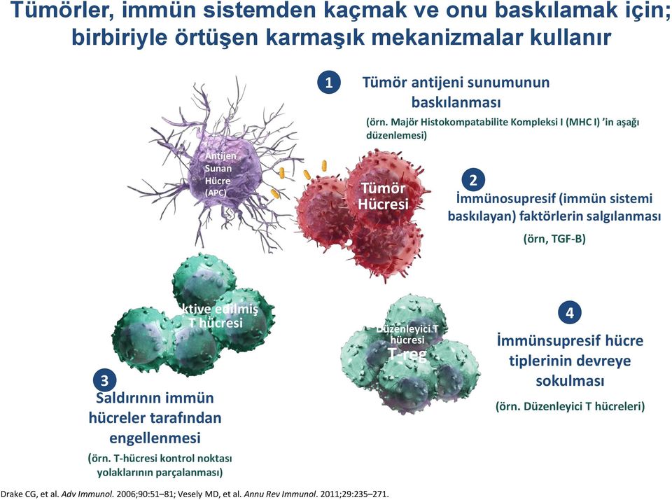 salgılanması (örn, TGF-B) Aktive edilmiş T hücresi 3 Saldırının immün hücreler tarafından engellenmesi (örn.