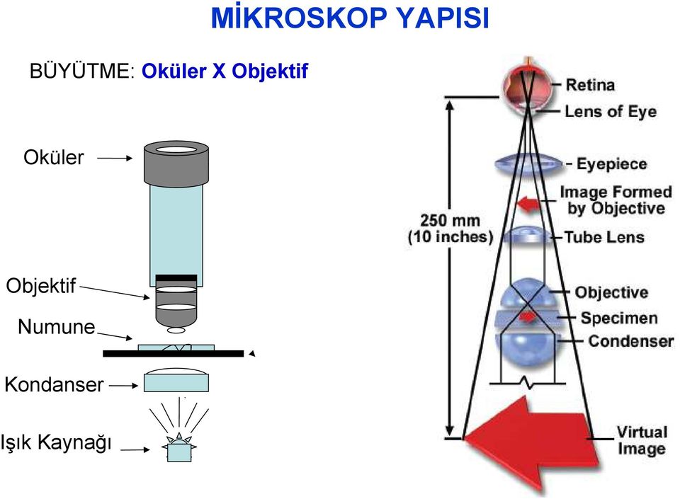 YAPISI Oküler Objektif