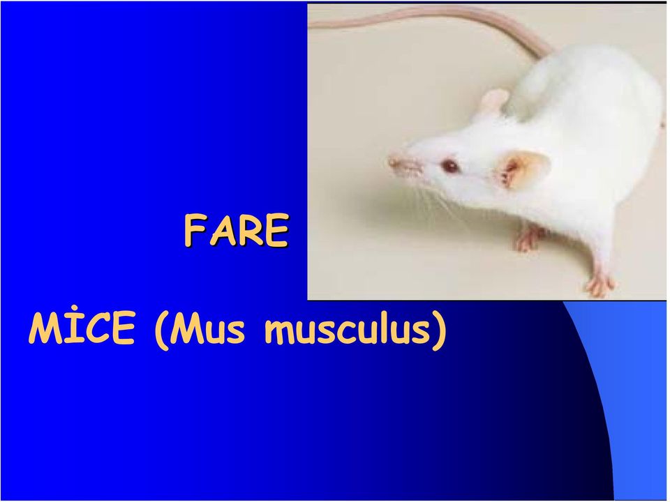 musculus)