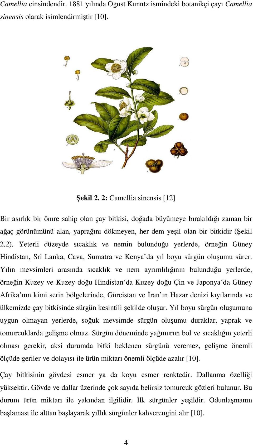 Yeterli düzeyde sıcaklık ve nemin bulunduğu yerlerde, örneğin Güney Hindistan, Sri Lanka, Cava, Sumatra ve Kenya da yıl boyu sürgün oluşumu sürer.