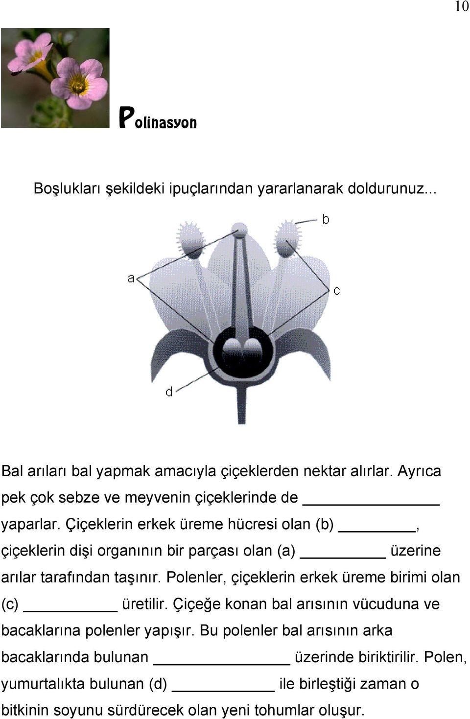 Çiçeklerin erkek üreme hücresi olan (b), çiçeklerin dişi organının bir parçası olan (a) üzerine arılar tarafından taşınır.