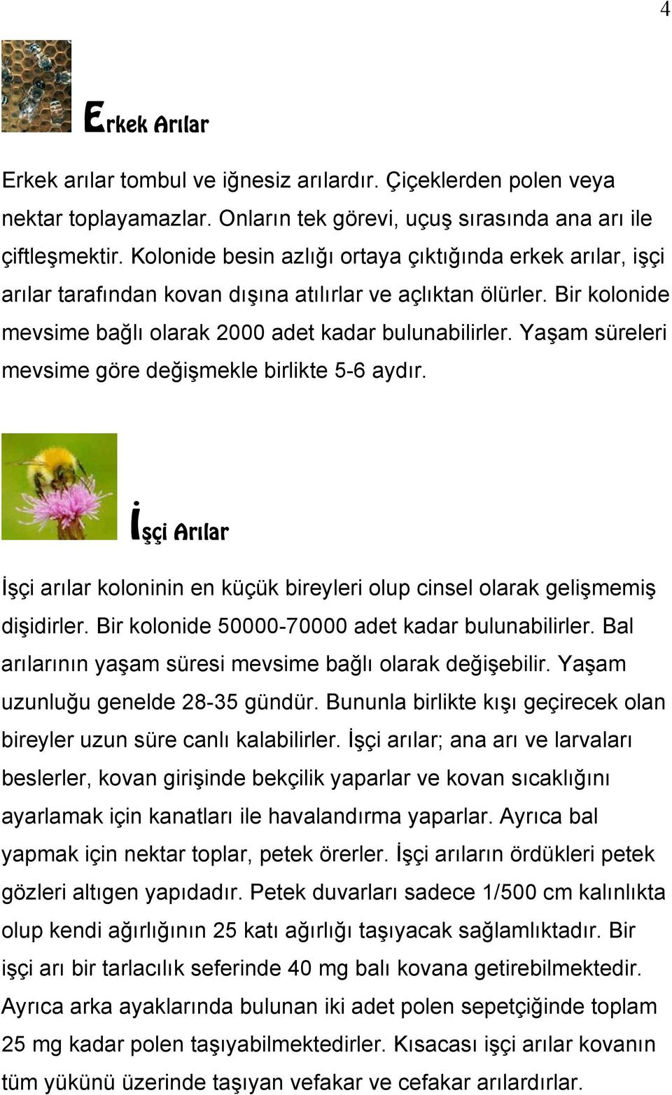 Yaşam süreleri mevsime göre değişmekle birlikte 5-6 aydır. İşçi Arılar İşçi arılar koloninin en küçük bireyleri olup cinsel olarak gelişmemiş dişidirler.