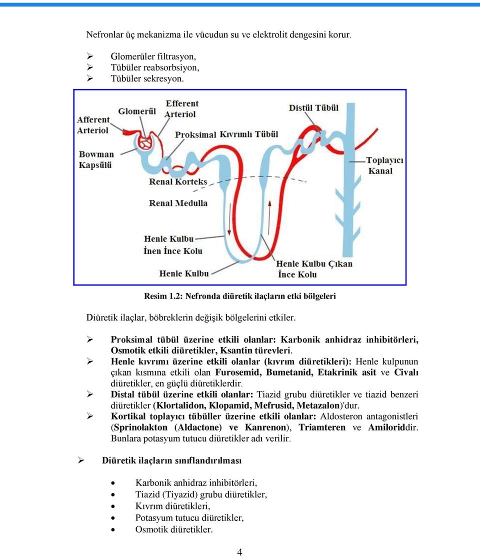 Proksimal tübül üzerine etkili olanlar: Karbonik anhidraz inhibitörleri, Osmotik etkili diüretikler, Ksantin türevleri.