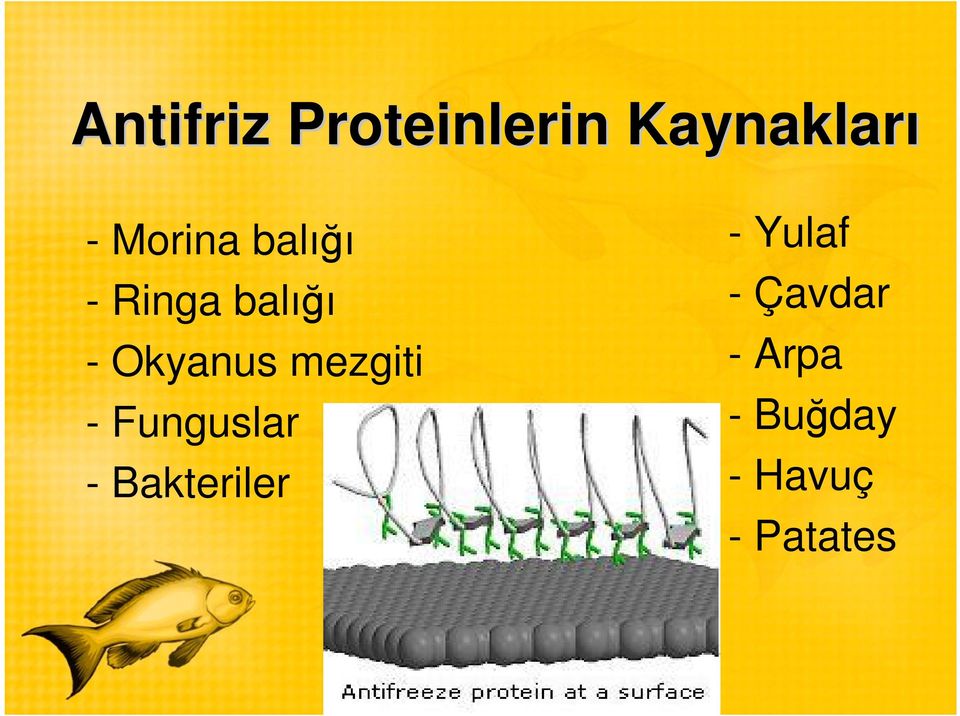 mezgiti - Funguslar - Bakteriler -