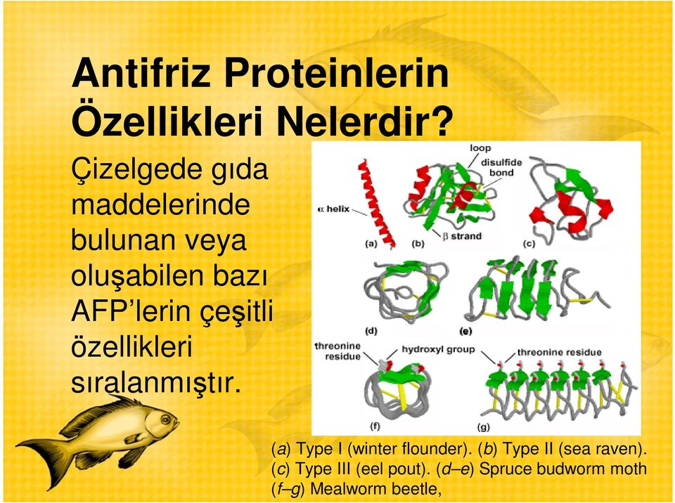 çeşitli özellikleri sıralanmıştır. (a) Type I (winter flounder).