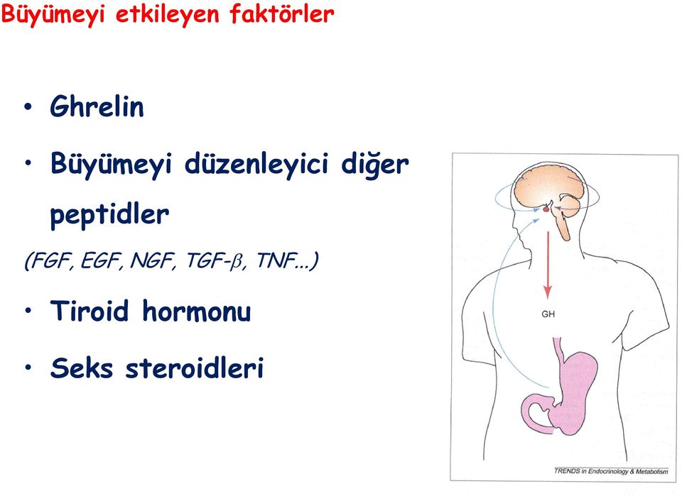 diğer peptidler (FGF, EGF, NGF,