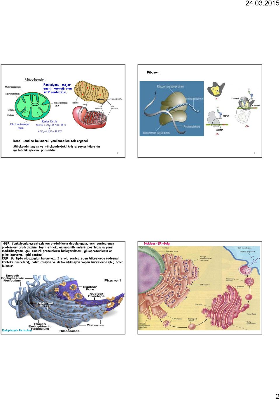 5 6 GER: fonksiyonları;sentezlenen proteinlerin depolanması, yeni sentezlenen proteinleri proteolizisini tayin etmek, aminoasitlerinlerin posttranslasyonel