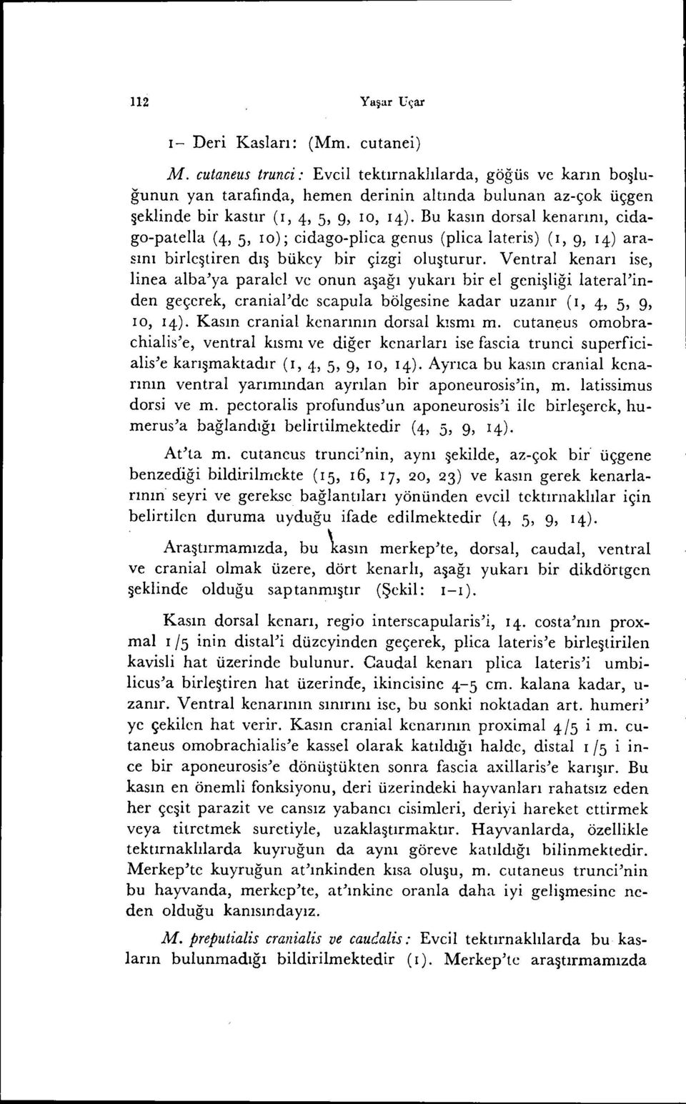 Bu kasın dorsal kenarını, cidago-patella (4, 5, ıo); cidago-plica genus (plica lateris) (I, 9, 14) arasını birleştiren dış bükcy bir çizgi oluşturur.