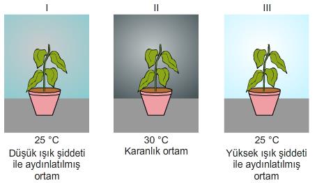 Yukarıda gösterildiği gibi cam bir fanus içerisinde yeşil bitki, fare ve kireç suyu bulunmaktadır. Bu deney düzeneği, uygun ortam koşullarında ve ışıklı ortamda bir süre bekletiliyor.