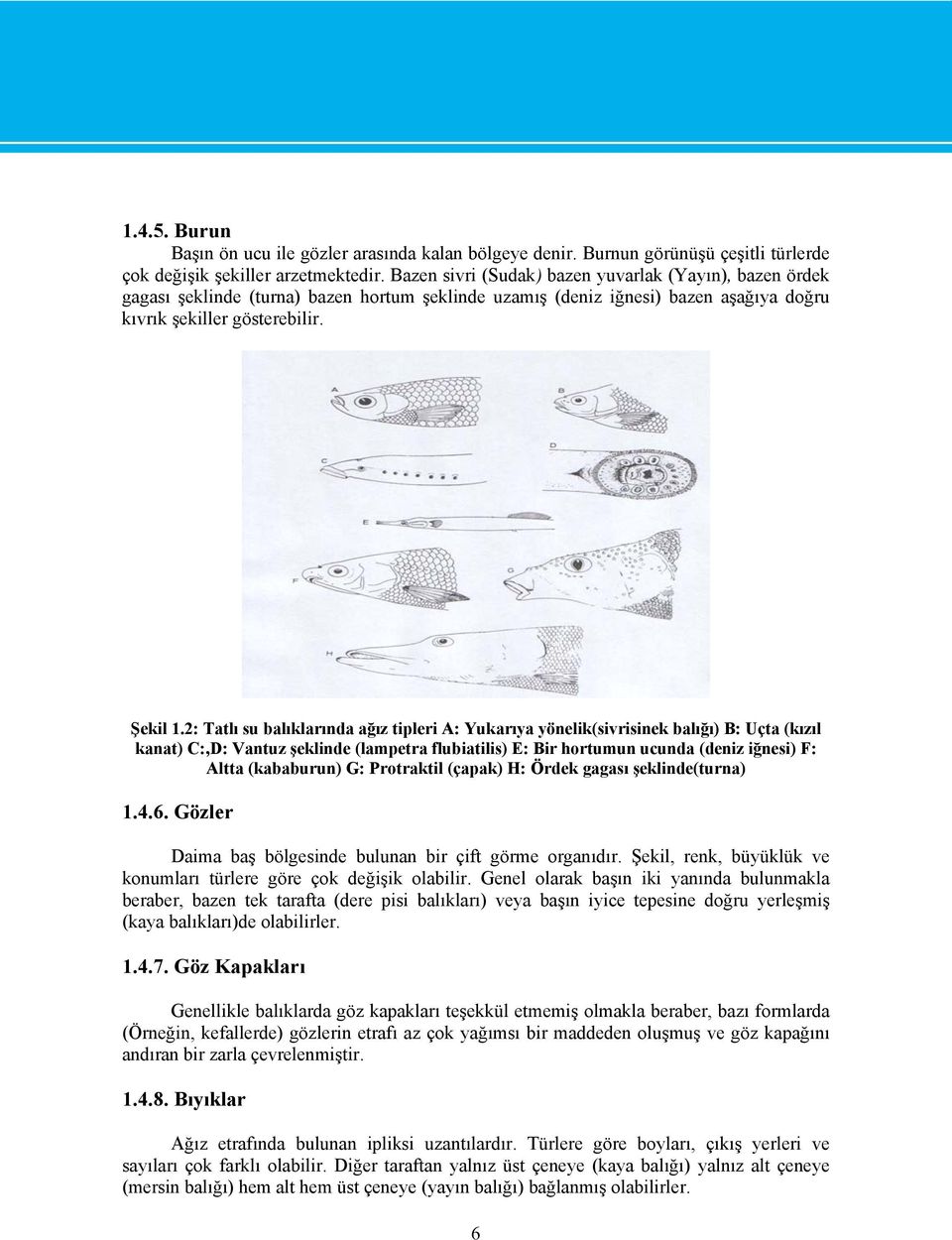 2: Tatlı su balıklarında ağız tipleri A: Yukarıya yönelik(sivrisinek balığı) B: Uçta (kızıl kanat) C:,D: Vantuz şeklinde (lampetra flubiatilis) E: Bir hortumun ucunda (deniz iğnesi) F: Altta