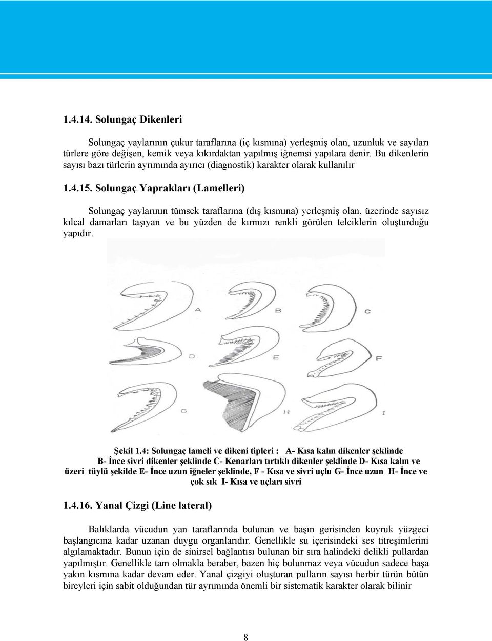 Solungaç Yaprakları (Lamelleri) Solungaç yaylarının tümsek taraflarına (dış kısmına) yerleşmiş olan, üzerinde sayısız kılcal damarları taşıyan ve bu yüzden de kırmızı renkli görülen telciklerin