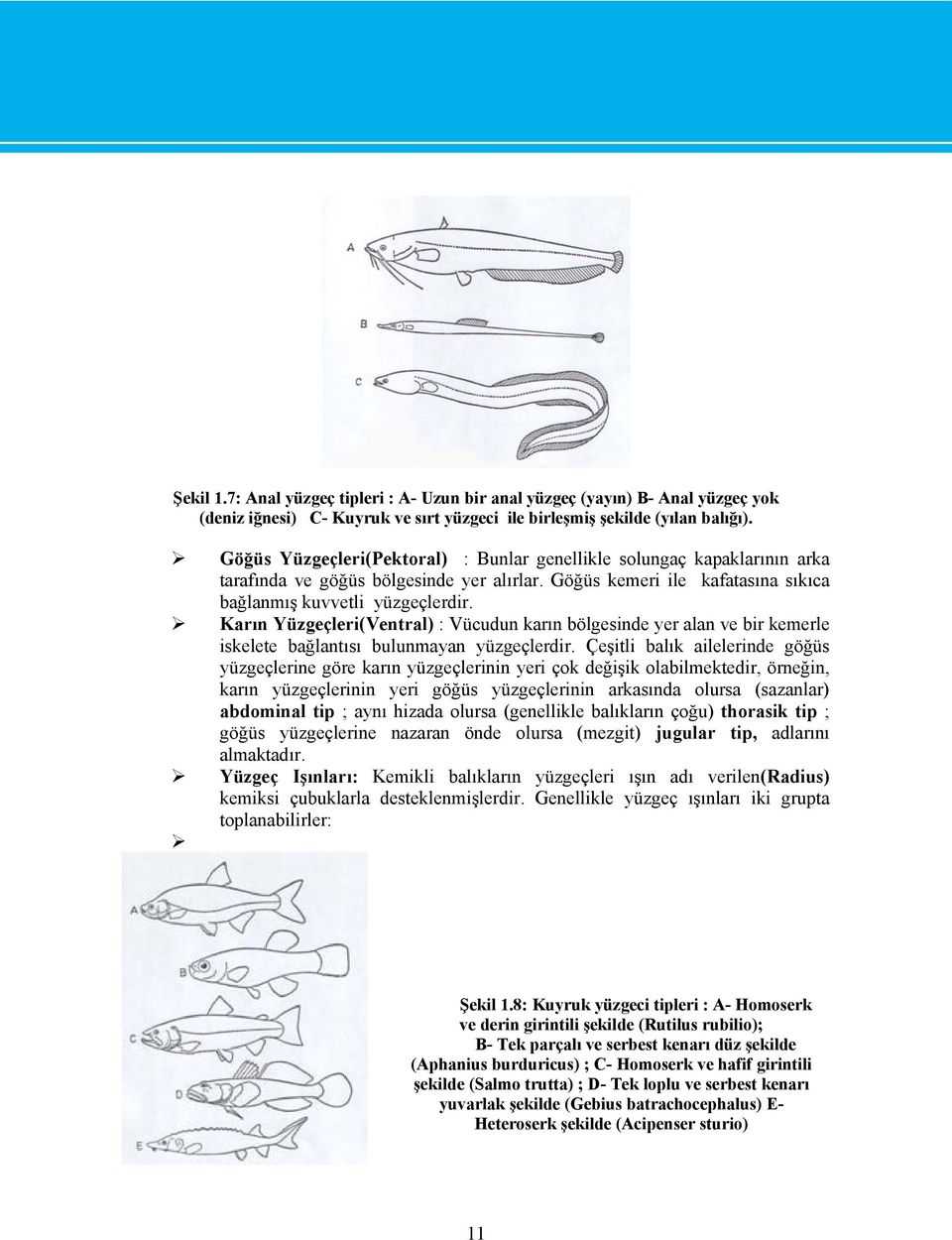 Karın Yüzgeçleri(Ventral) : Vücudun karın bölgesinde yer alan ve bir kemerle iskelete bağlantısı bulunmayan yüzgeçlerdir.