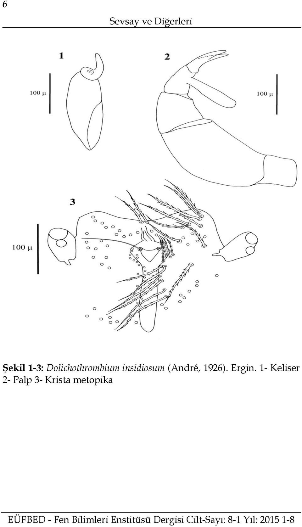 insidiosum (André, 1926).