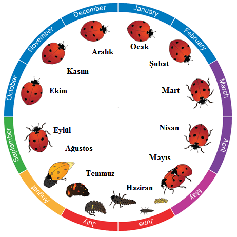 2.2.2 Genel Biyolojisi Uğur böcekleri hayatları boyunca tam bir baģkalaģım geçirirler (holometabol baģkalaģım), (ġekil 13).