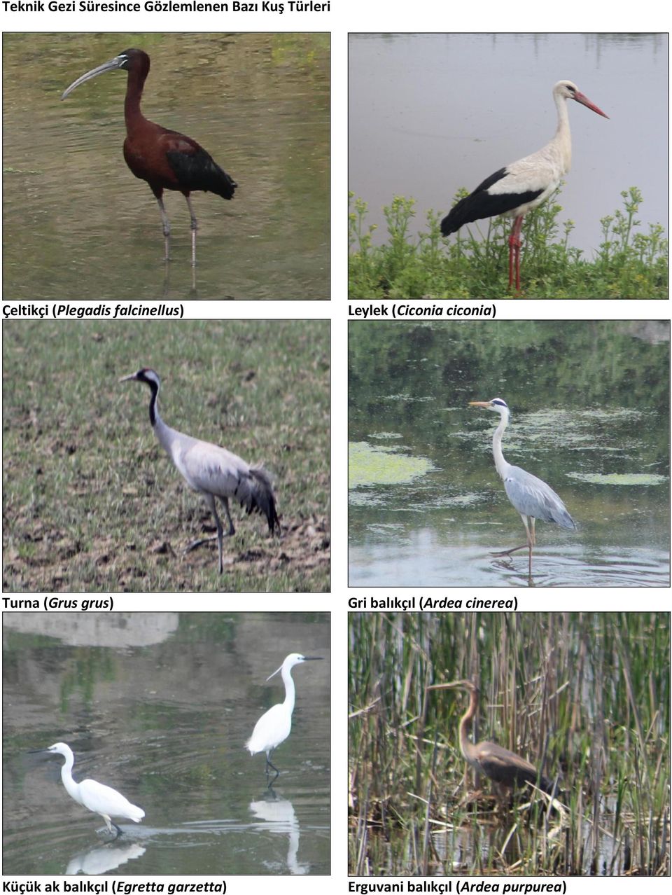 Turna (Grus grus) Gri balıkçıl (Ardea cinerea) Küçük ak