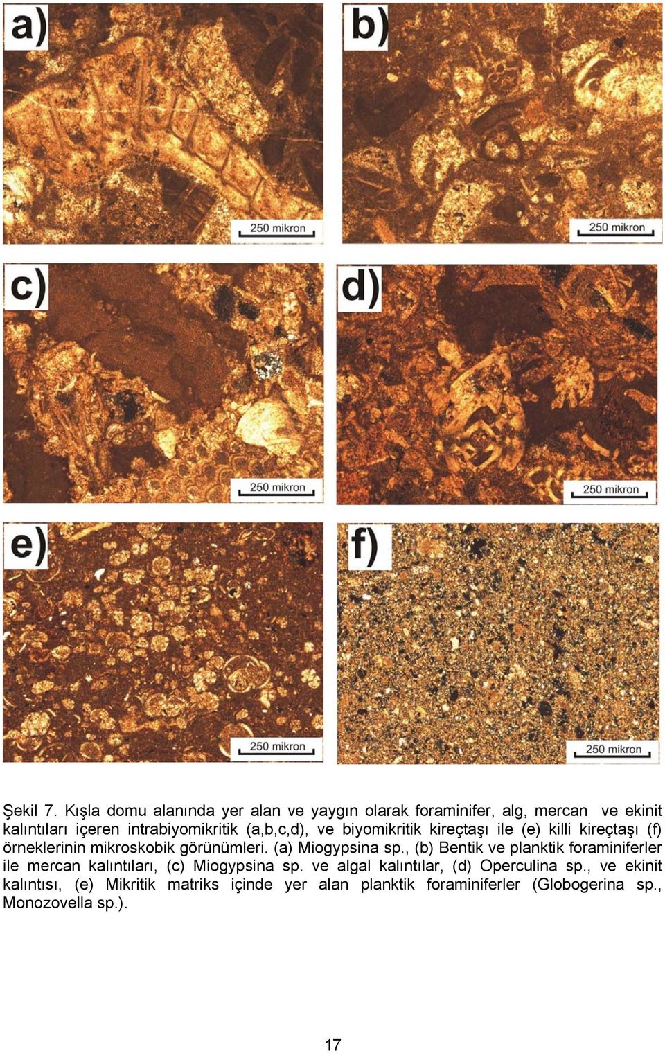 (a,b,c,d), ve biyomikritik kireçtaşı ile (e) killi kireçtaşı (f) örneklerinin mikroskobik görünümleri. (a) Miogypsina sp.