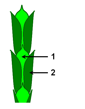 Taxodiaceae familyası daha önce ayrı bir familya olarak ele alındığından burada daha önce işlenmiş olan cinslere ve taksonlara yer verilmeyecektir.