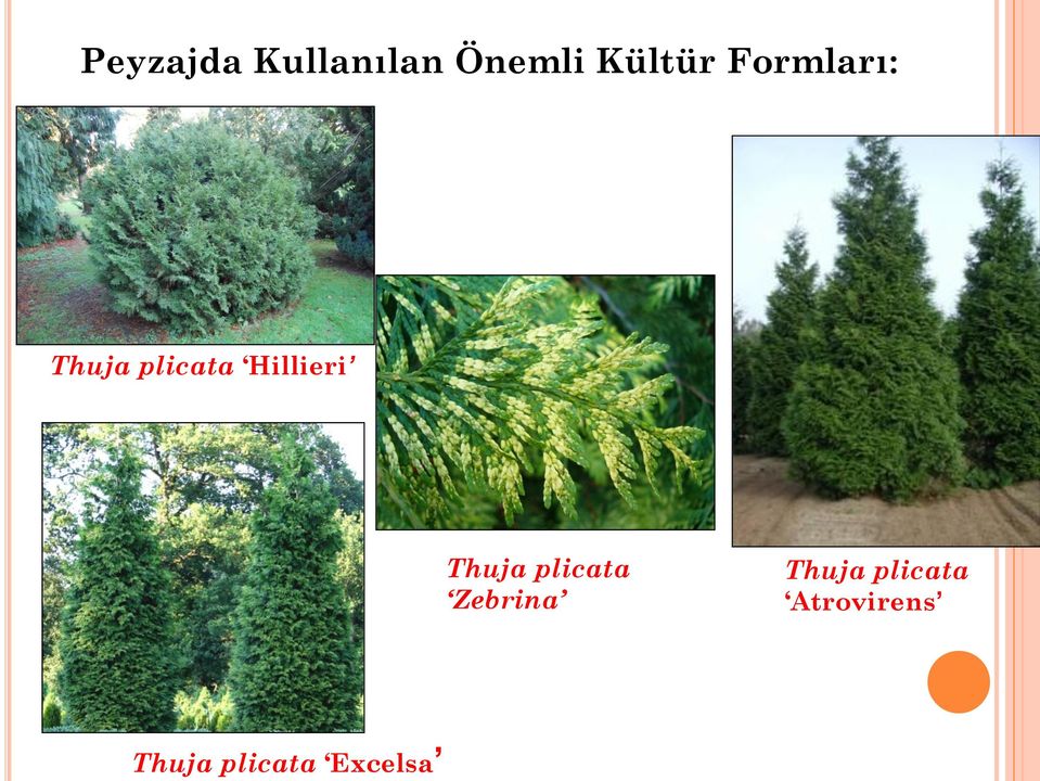 Formları: Thuja plicata Hillieri