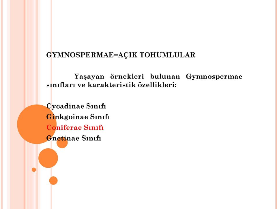 karakteristik özellikleri: Cycadinae Sınıfı