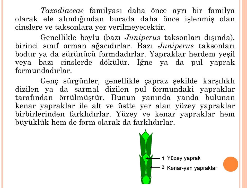 Yapraklar herdem yeşil veya bazı cinslerde dökülür. İğne ya da pul yaprak formundadırlar.