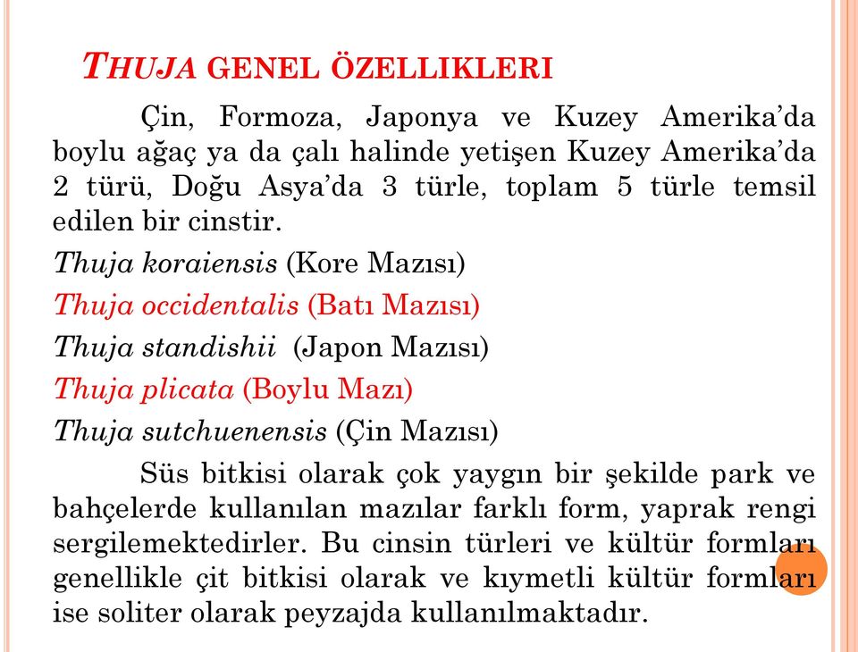 Thuja koraiensis (Kore Mazısı) Thuja occidentalis (Batı Mazısı) Thuja standishii (Japon Mazısı) Thuja plicata (Boylu Mazı) Thuja sutchuenensis (Çin