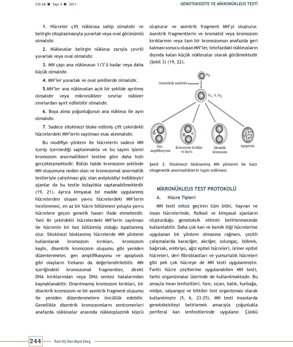 Asentrik fragmentlerin ve kromatid veya kromozom kırıklarının veya tam bir kromozomun anafazda geri kalması sonucu oluşan MN ler, telofazdaki nükleusların dışında kalan küçük nükleuslar olarak