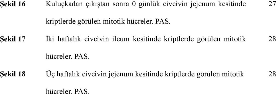 İki haftalık civcivin ileum kesitinde kriptlerde görülen mitotik hücreler.