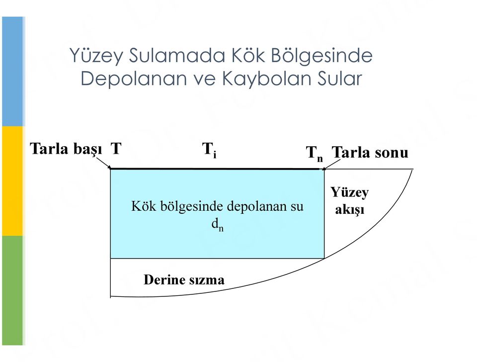 başı T T i Kök bölgesinde depolanan