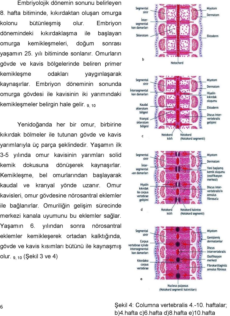 Omurların gövde ve kavis bölgelerinde beliren primer kemikleģme odakları yaygınlaģarak kaynaģırlar.