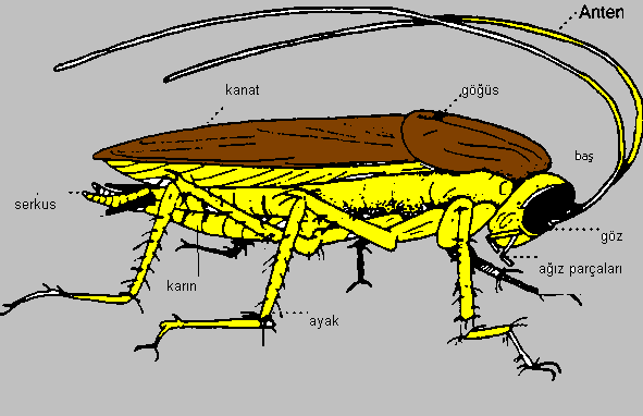 Genel Bir Böcek