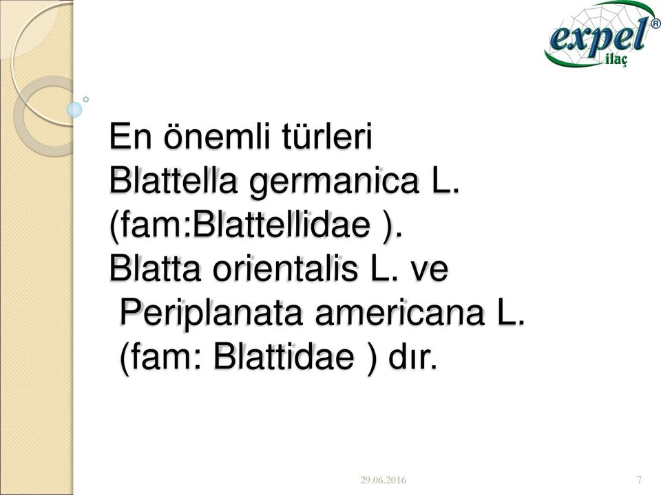 Blatta orientalis L.