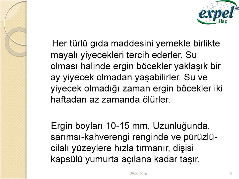 Su ve yiyecek olmadığı zaman ergin böcekler iki haftadan az zamanda ölürler. Ergin boyları 10-15 mm.