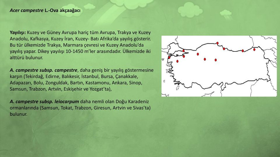 campestre, daha geniş bir yayılış göstermesine karşın (Tekirdağ, Edirne, Balıkesir, İstanbul, Bursa, Çanakkale, Adapazarı, Bolu, Zonguldak, Bartın, Kastamonu, Ankara, Sinop,