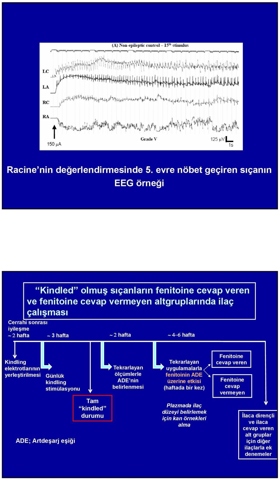 iyileşme 2 hafta 3 hafta 2 hafta 4 6 hafta Kindling elektrotlarının yerleştirilmesi Günlük kindling stimülasyonu ADE; Artdeşarj eşiği Tam kindled durumu