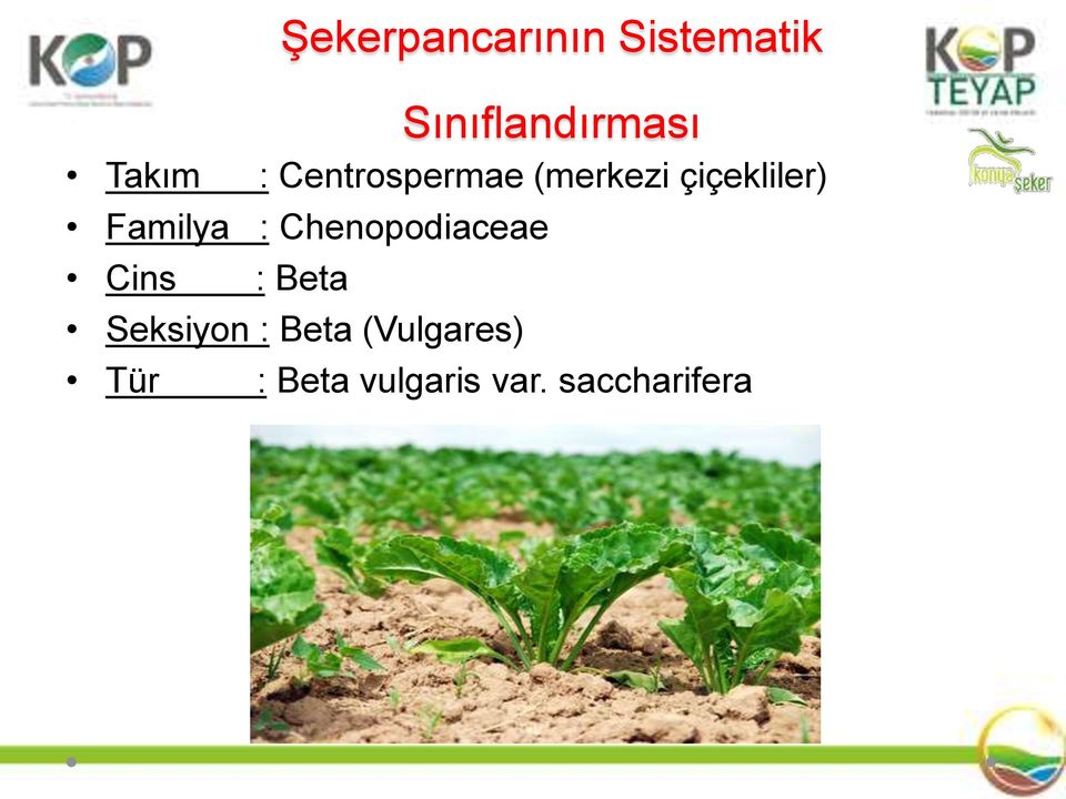 Familya : Chenopodiaceae Cins : Beta Seksiyon