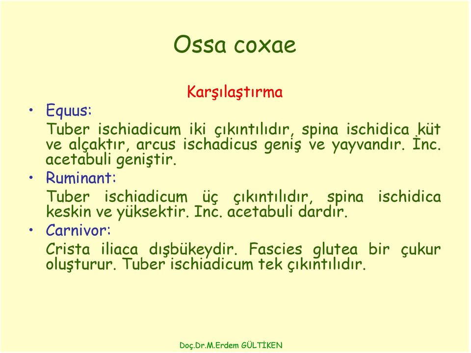 Ruminant: Tuber ischiadicum üç çıkıntılıdır, spina ischidica keskin ve yüksektir. Inc.