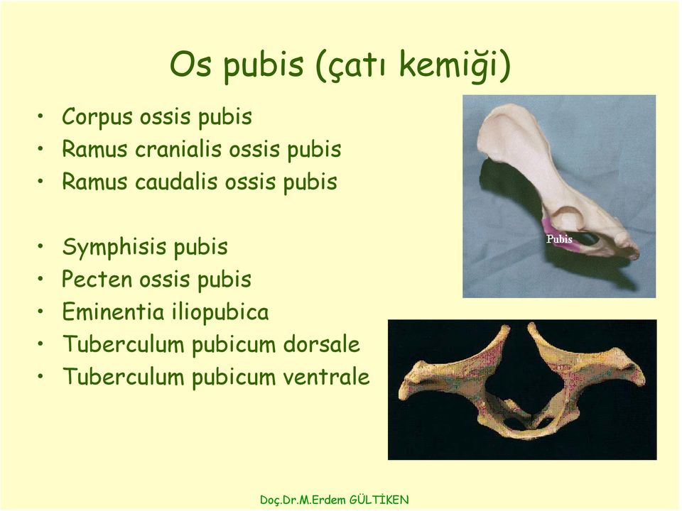 Symphisis pubis Pecten ossis pubis Eminentia