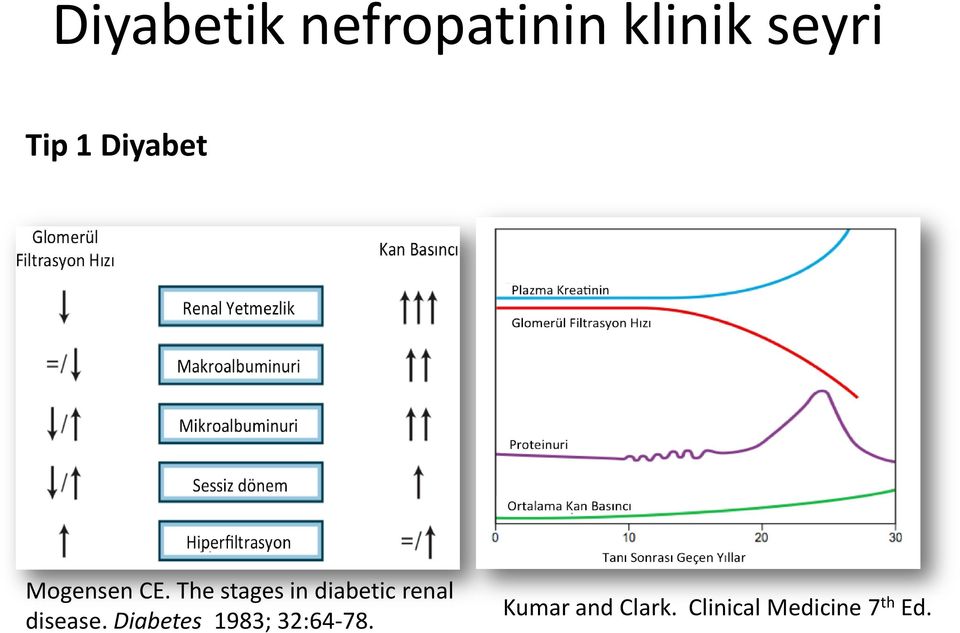 The stages in diabetic renal disease.