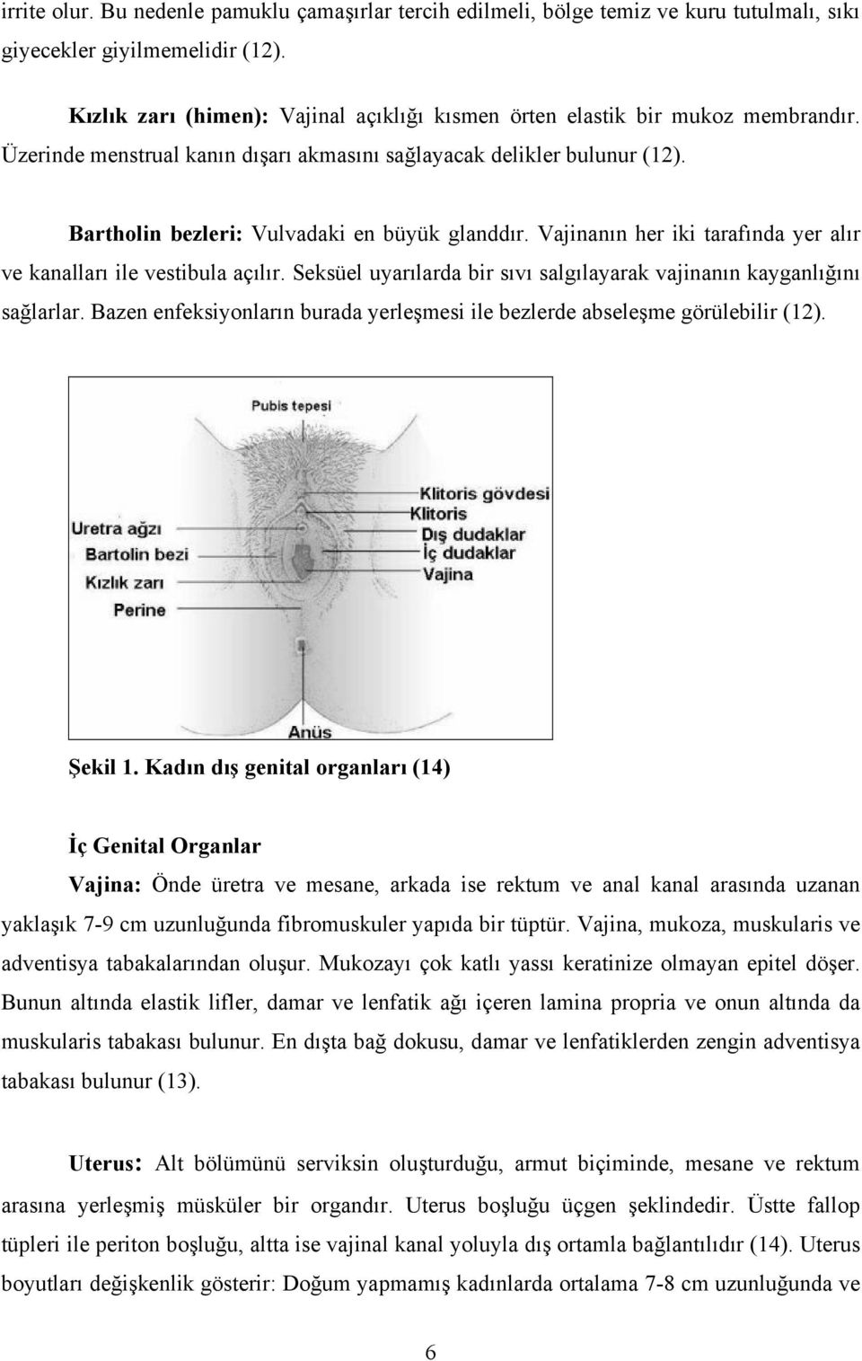 Bartholin bezleri: Vulvadaki en büyük glanddır. Vajinanın her iki tarafında yer alır ve kanalları ile vestibula açılır. Seksüel uyarılarda bir sıvı salgılayarak vajinanın kayganlığını sağlarlar.