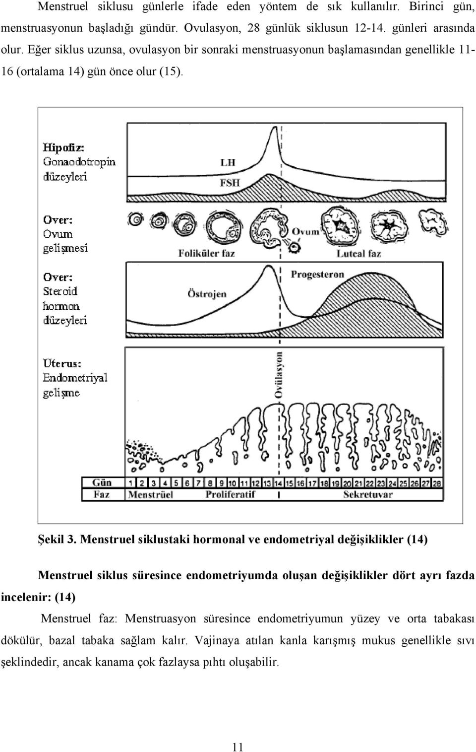 Menstruel siklustaki hormonal ve endometriyal değişiklikler (14) Menstruel siklus süresince endometriyumda oluşan değişiklikler dört ayrı fazda incelenir: (14) Menstruel