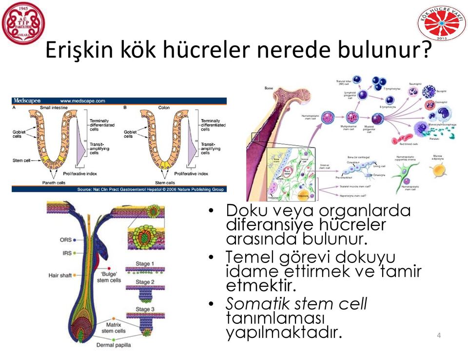 arasında bulunur.