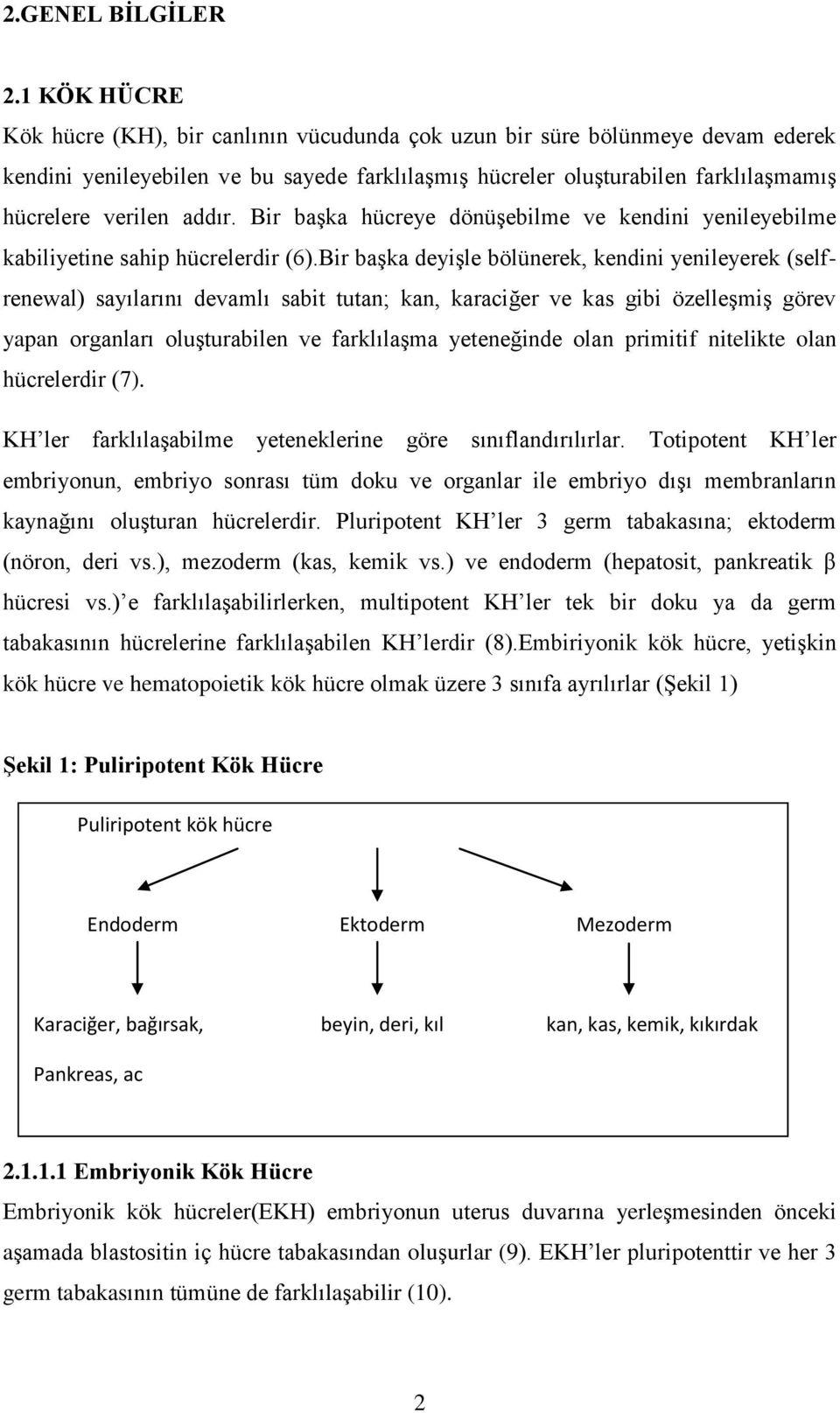 addır. Bir başka hücreye dönüşebilme ve kendini yenileyebilme kabiliyetine sahip hücrelerdir (6).