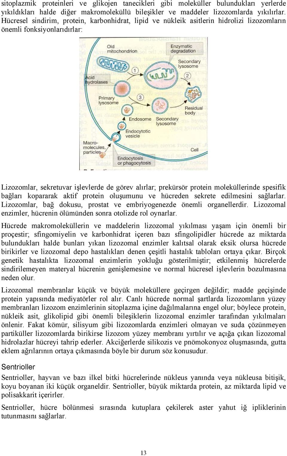 moleküllerinde spesifik bağları kopararak aktif protein oluşumunu ve hücreden sekrete edilmesini sağlarlar. Lizozomlar, bağ dokusu, prostat ve embriyogenezde önemli organellerdir.