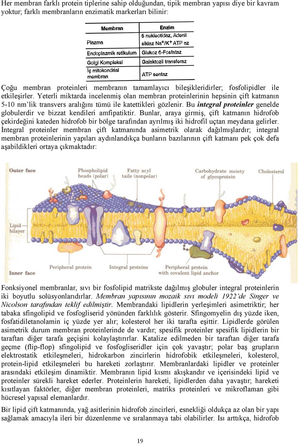 Bu integral proteinler genelde globulerdir ve bizzat kendileri amfipatiktir.