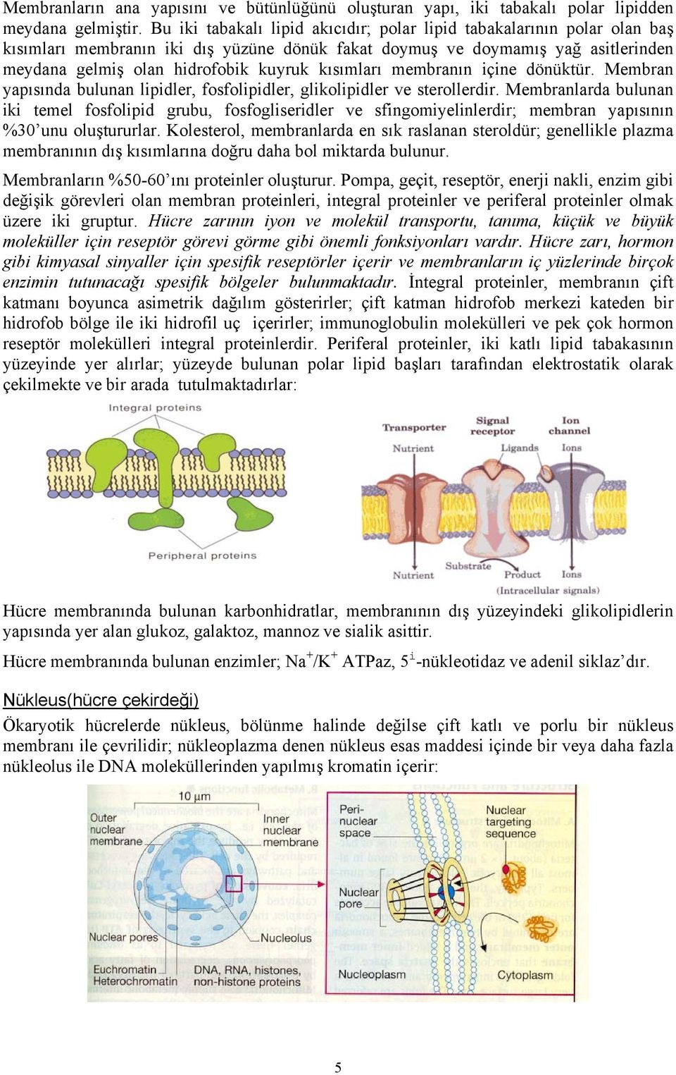 kısımları membranın içine dönüktür. Membran yapısında bulunan lipidler, fosfolipidler, glikolipidler ve sterollerdir.