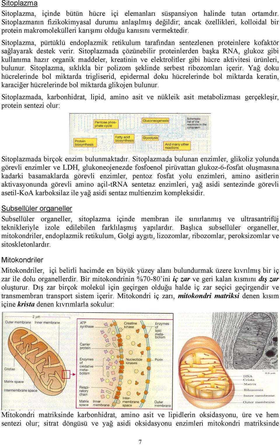 Sitoplazma, pürtüklü endoplazmik retikulum tarafından sentezlenen proteinlere kofaktör sağlayarak destek verir.