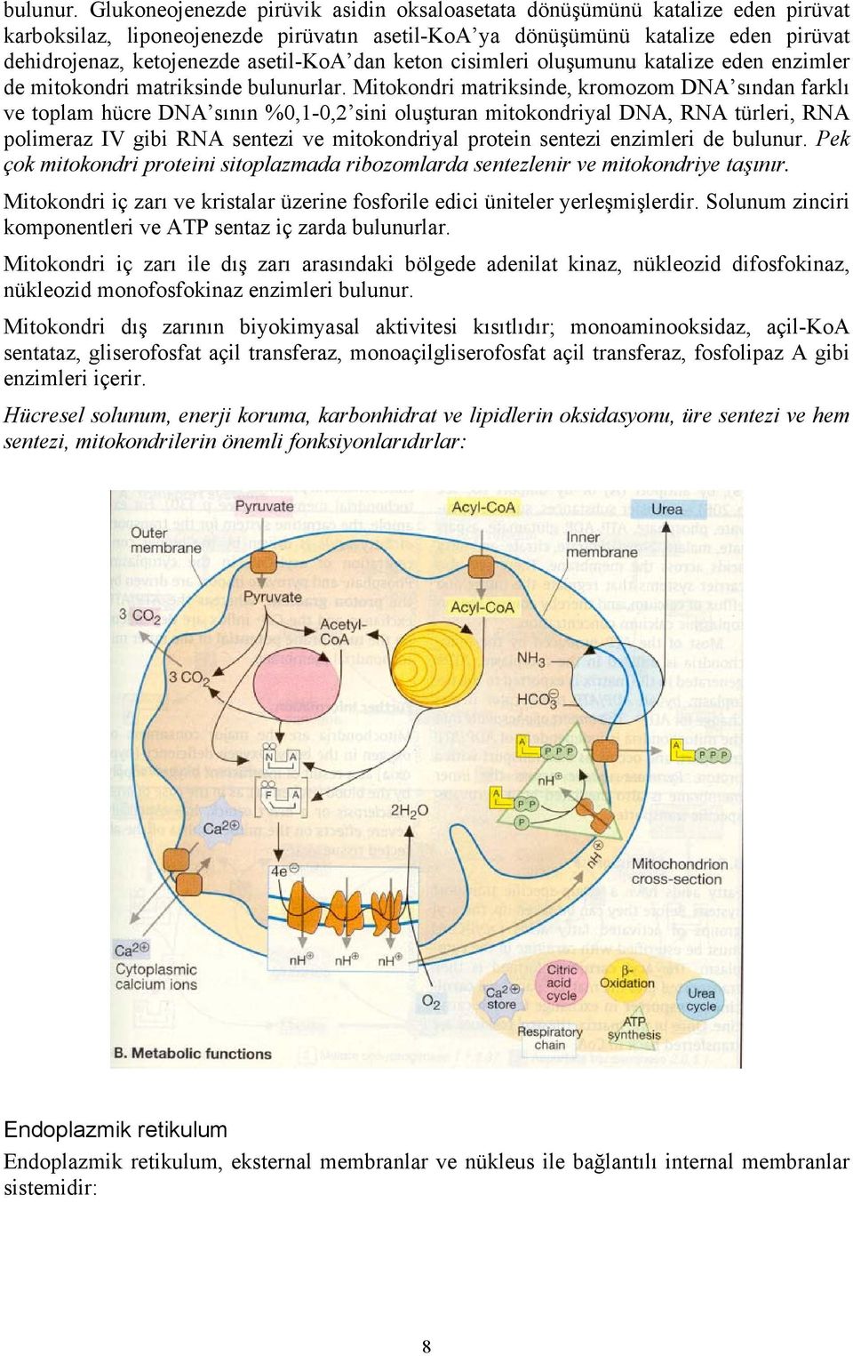 dan keton cisimleri oluşumunu katalize eden enzimler de mitokondri matriksinde bulunurlar.