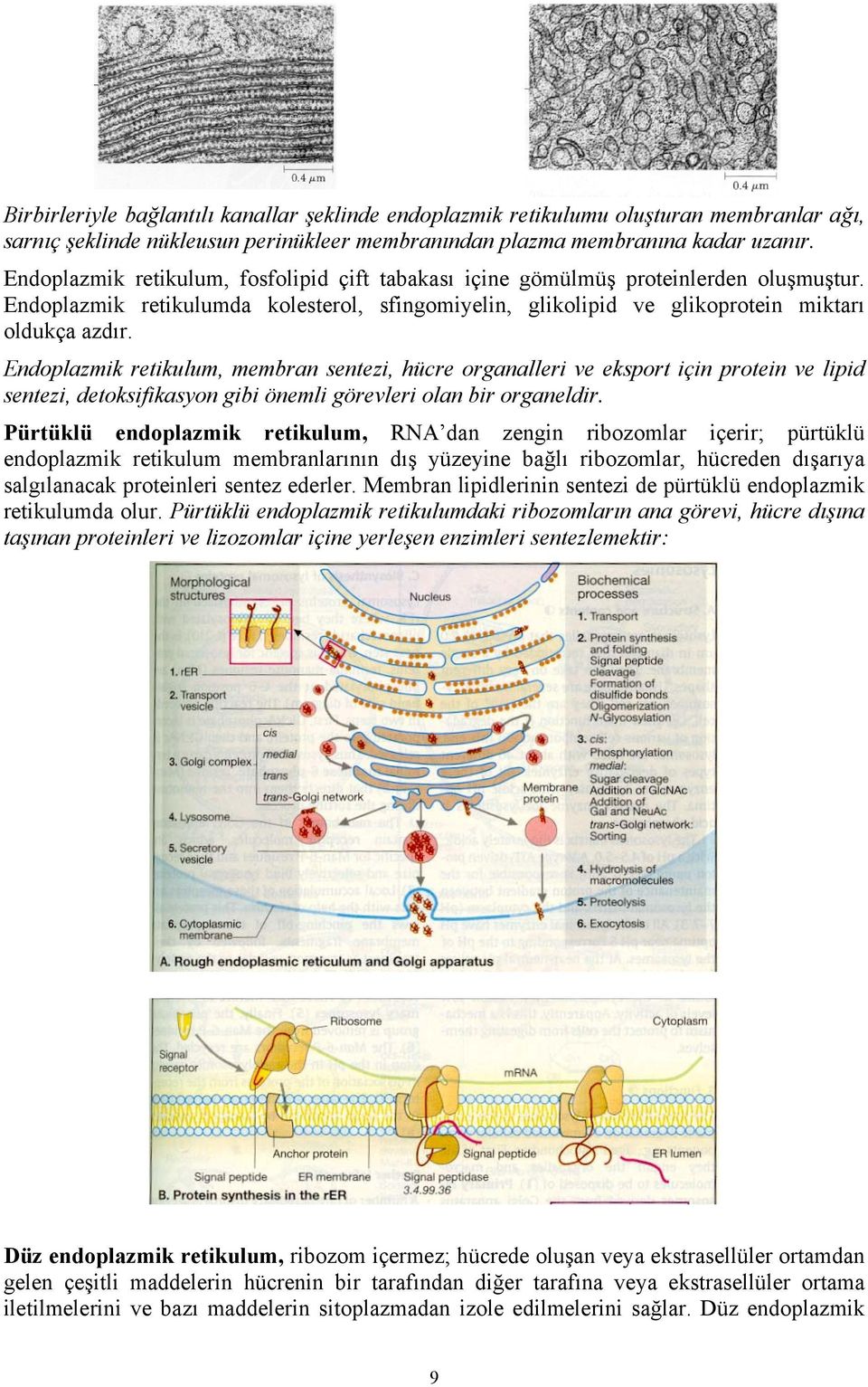 Endoplazmik retikulum, membran sentezi, hücre organalleri ve eksport için protein ve lipid sentezi, detoksifikasyon gibi önemli görevleri olan bir organeldir.